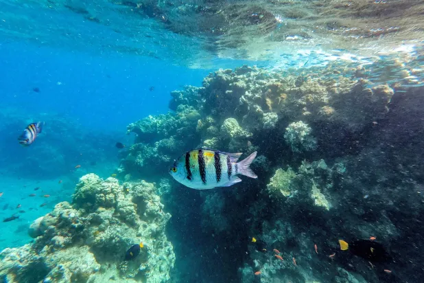 تتعرض الشعاب المرجانية للتهديد في جميع أنحاء العالم بسبب الحرارة القياسية للبحار (أ.ف.ب)