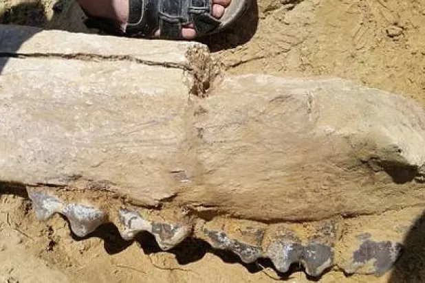 بقايا فك فيل قديم مكتشف (أرشيف - أ.ف.ب)