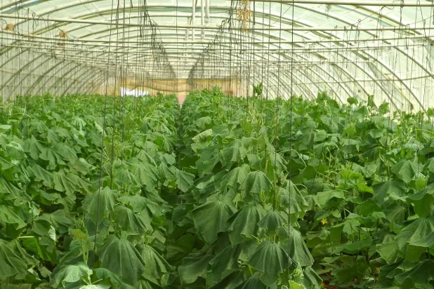 الفِياض والرياض تلعب دوراً بيئياً في تخزين الكربون والتخفيف من آثار التغير المناخي (الشرق الأوسط)