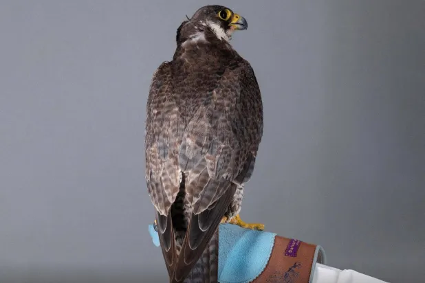 تفحص فرق نادي الصقور الطير وتوثق الطرح قبل عرضه (نادي الصقور السعودي)