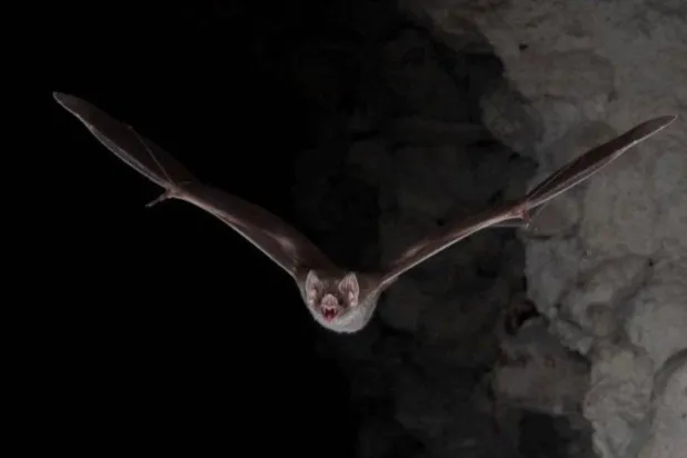 الخفافيش يمكن أن تمهد الطريق لتحسين علاجات السرطان والفيروسات القاتلة (رويترز)