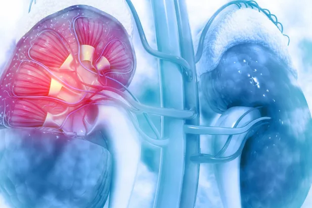 رسم توضيحي ثلاثي الأبعاد للكلى (بابليك دومين)