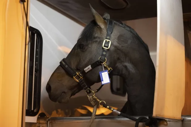 الجياد الأوروبية المشاركة في البطولة من أفضل وأغلى الجياد على مستوى العالم (الاتحاد السعودي للفروسية)