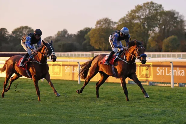 متوهج أحرز كأس تحدي منظمة الجواد العربي (الشرق الأوسط)