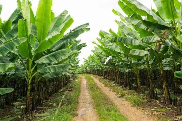 أشجار الموز لها فوائد اقتصادية عالية (بابليك دومين)