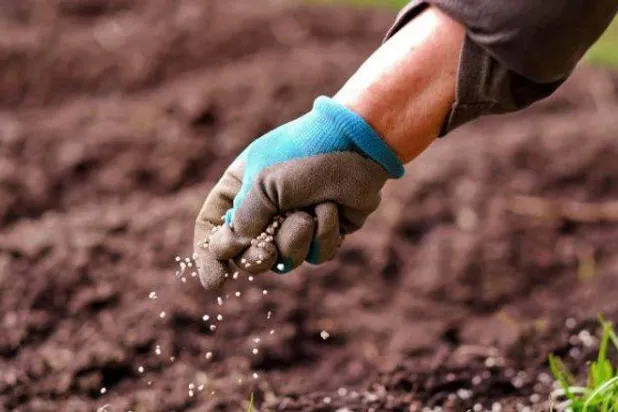 زارع يرمي السماد في أرض زراعية (غيتي)