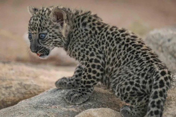 تسعى الهيئة من خلال استراتيجيتها للحفاظ على النمر العربي وحمايته من الانقراض (واس)