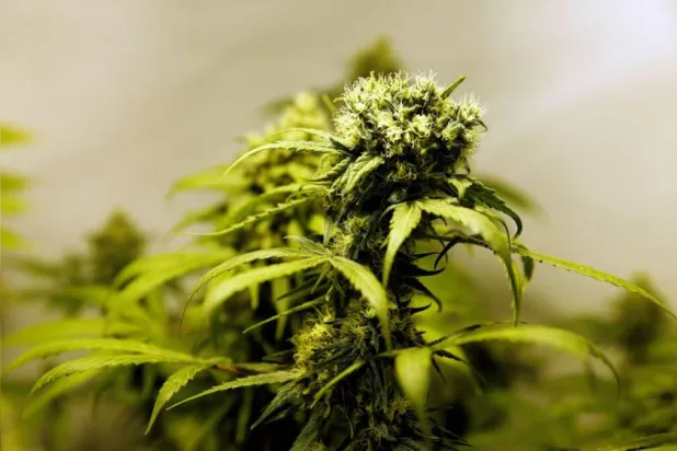 نتاج مفاجئ لبذور زومبي دفنت بمكان مجهول منذ 144 عامًا