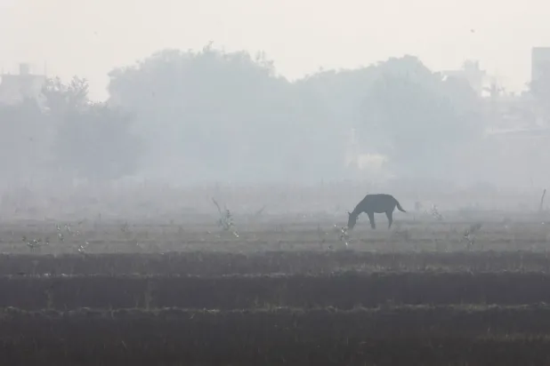 حصان يظهر في أحد الحقول بينما يغمر المدينة ضباب دخاني كثيف بالقرب من نيودلهي بالهند (إ.ب.أ)