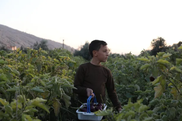 تعاني المزروعات من الجفاف واختلال الأمطار في إدلب ما ينعكس على المحصول (الشرق الأوسط)