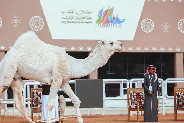 يهدف المهرجان إلى تأصيل الاهتمام بالإبل بوصفها موروثاً أصيـلاً في الثقافة السعودية والعربية والإسلامية (الشرق الأوسط)