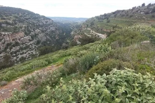 Libya efsanesi "Silphium" bitkisi yoklaması