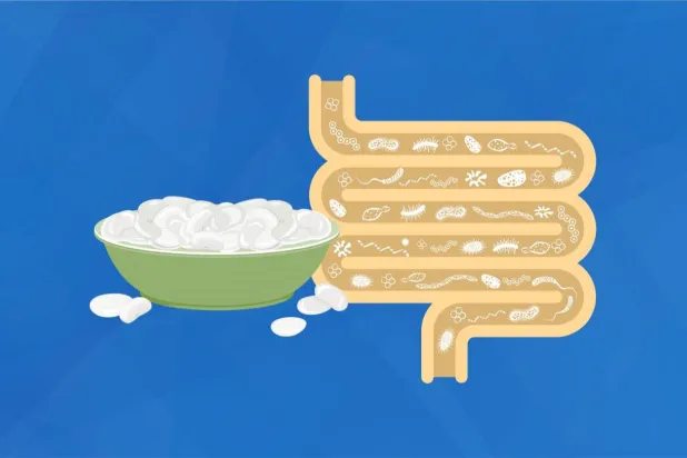 الفاصوليا تُحدث تغيرات إيجابية في «ميكروبيوم» الأمعاء (جامعة تكساس)