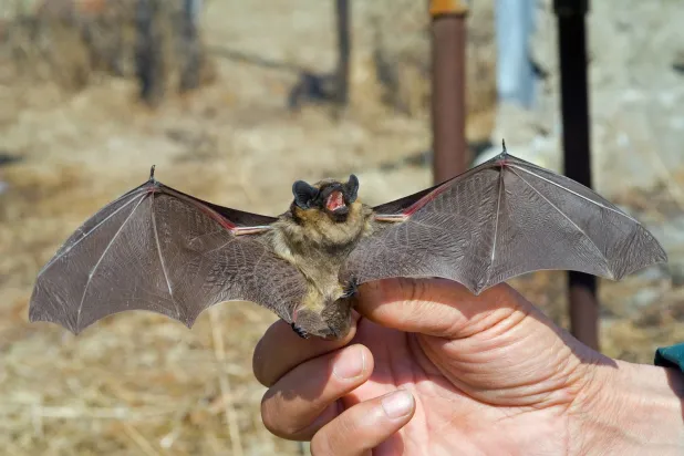 Yarasalar daha iyi ve daha uzun bir yaşamın sırrını mı taşıyor?