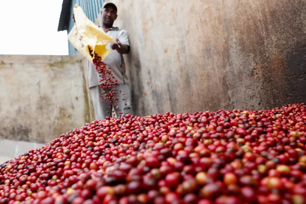 مُزارع قهوة يُفرّغ حبوب القهوة من مزرعته في مصنع بمقاطعة نييري الكينية (رويترز)