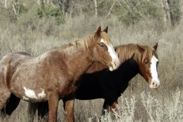 حصانان بريان يقفان في حديقة ثيودور روزفلت الوطنية في داكوتا الشمالية بأميركا (أ.ب)
