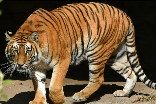 نمورُ حديقة حيوانات في باكستان هاجمت رجلاً حتى الموت