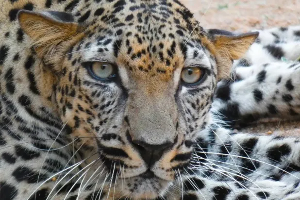 يعزز وجود النمر تحسين السلالة ضمن «برنامج الإكثار» (الهيئة الملكية للعلا)