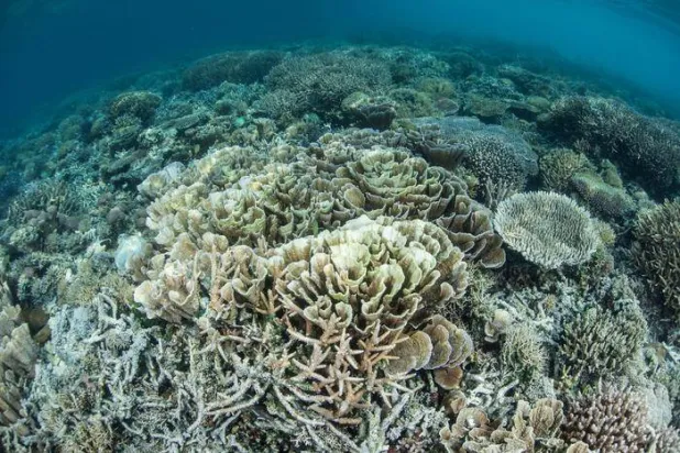 الشعاب المرجانية معرَّضة لخطر الإبادة بسبب موجات الحرارة البحرية (جامعة كوينزلاند)