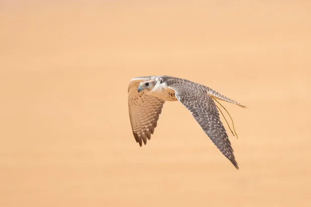 إطلاق سباق كأس العلا للصقور (نادي الصقور السعودي)