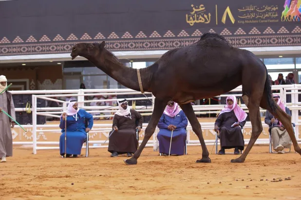 عدد المطايا المتنافسة على 10 أشواط في الفترة الصباحية نحو 700 مطية (واس)