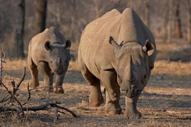 الكشف عن حفرية لوحيد القرن يرجع تاريخها لـ14 مليون سنة