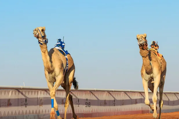 نحو 684 مطية شاركت الأربعاء (نادي الإبل)