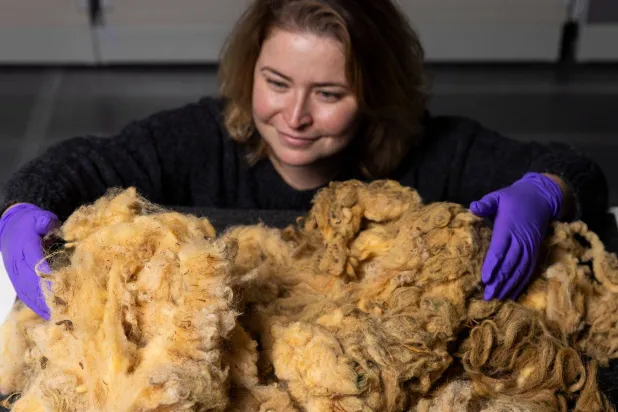 صوف النعجة «دوللي» (متحف أسكوتلندا الوطني)