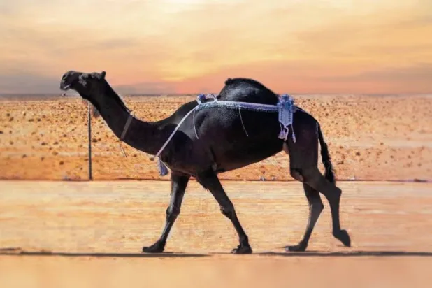 الفردية الذاير لمالكها حمد بن لبدان المري (نادي الأبل)