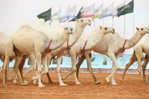 منقية الصفوة لفتت الأنظار لتتوج بشوط شلفا ولي العهد للون الوضح (نادي الأبل)