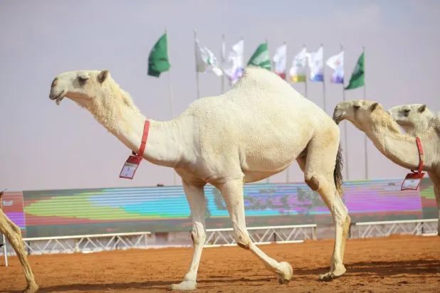 الشوط منافسة كبيرة بين المشاركين وسط حضور جماهيري غفير (واس)