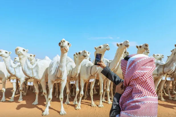 شهد سوق الإبل بالمهرجان إقبالًا كبيرًا من المستثمرين (نادي الأبل)