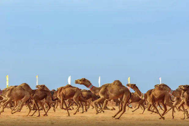 من سباق «الهجيج» بمهرجان الملك عبد العزيز للإبل (نادي الإبل)