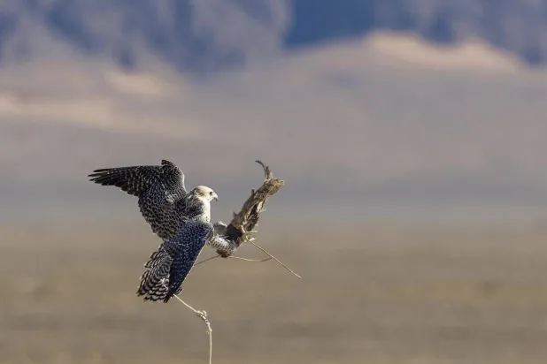 الأحد كان ختاماً مع الشوط الخامس لفئة قرموشة جير قرناس ملاك محليين (واس)