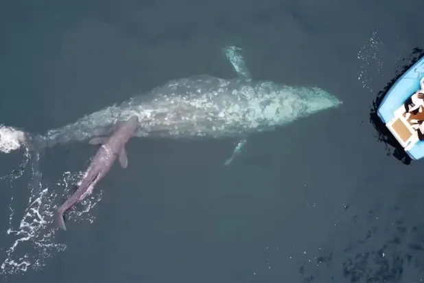 Latince adı Eschrichtius robustus olan gri balinalar, 55-70 yıl yaşayabiliyor (Capt Dave's Dana Point Dolphin & Whale Watching Safari)