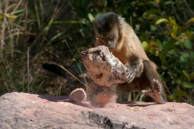 دراسة: القردة وليس البشر «من صنع الأدوات الحجرية القديمة»