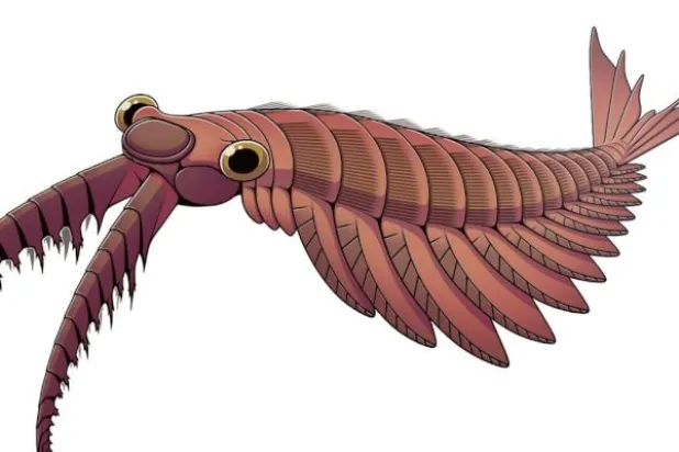 تحديد نوع جديد من الروبيان يعود لـ518 مليون عام