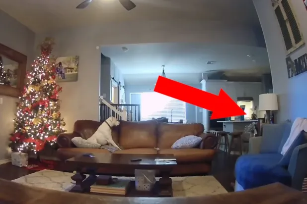 Megan Black, köpeği Twitch'e kızmadığını ifade etti (Megan Black)
