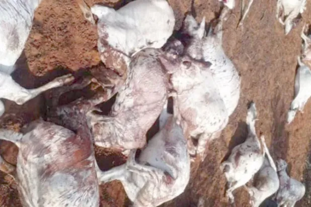 صورة نشرها نشطاء صوماليون لقطيع ماشية نافق بعد استهدافه على يد عناصر من «حركة الشباب»