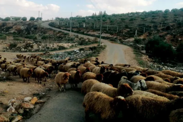 مواشٍ ترعى في ريف دعا (الشرق الأوسط)