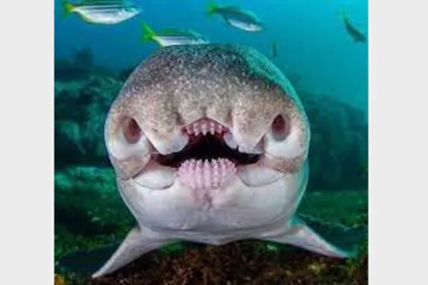 «قرش الثور»