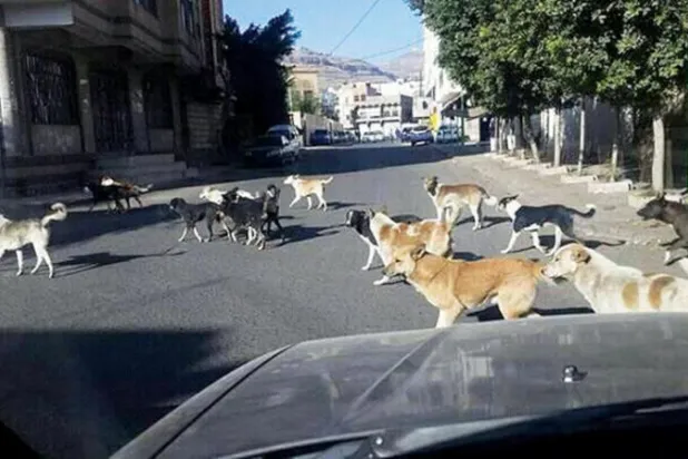 مجموعة من الكلاب الضالة في أحد شوارع صنعاء (فيسبوك)