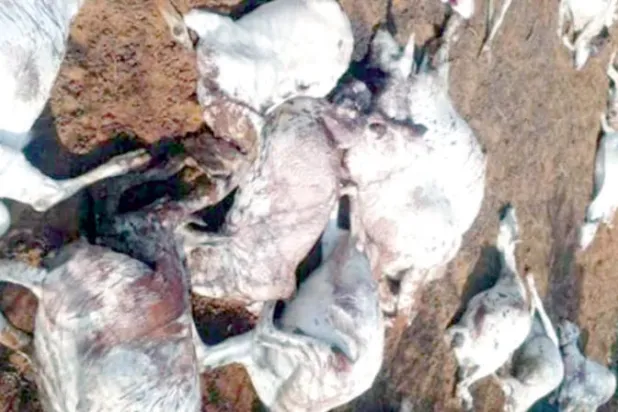 صورة نشرها نشطاء صوماليون لقطيع ماشية نافق استهدفه مسلحو «الشباب»