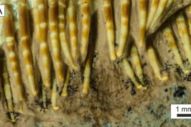 لم يسبق لها مثيل... اكتشاف حفرية لتيروصور بمئات الأسنان