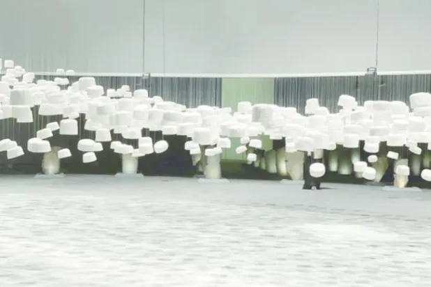 
 «بین الرجال» اثر هارون جان سالی (الشرق الاوسط)