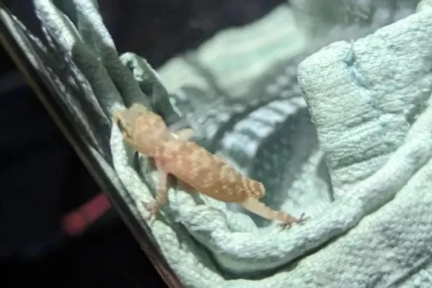 صورة للبرص المصري من الجمعية الملكية لمنع القسوة على الحيوانات نشرتها «بي بي سي»