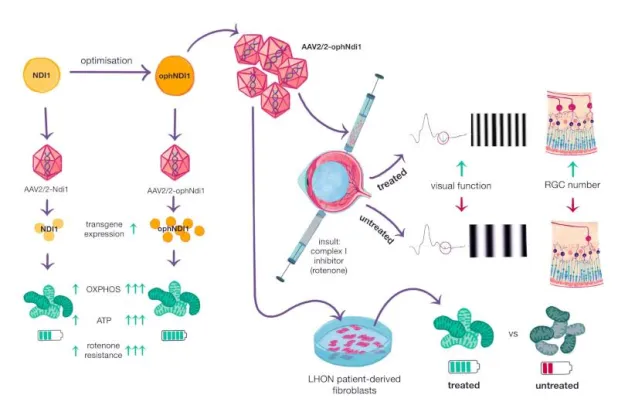 غراف يوضح آلية عمل العلاج الجيني (ophNdi1) (دورية «المستحضرات الصيدلانية»)