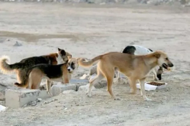 قرابة 6.5 مليون «كلب ضال» في شوارع مصر وفق إحصائية رسمية