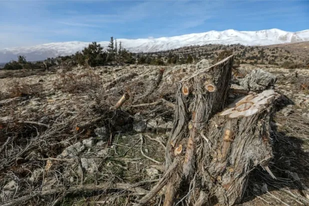This picture taken on January 11, 2023 shows a view of the trunk of a felled juniper tree in a mountainous area near the village of Barqa in Lebanon's eastern Baalbeck district. (Photo by Ibrahim AMRO / AFP)