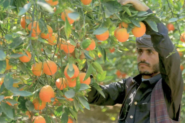 مزارع يمني يقطف البرتقال خلال موسم الحصاد في حقل على مشارف مدينة مأرب (أ.ف.ب)